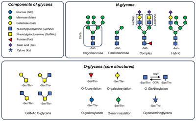 Metabolism-driven glycosylation represents therapeutic opportunities in interstitial lung diseases